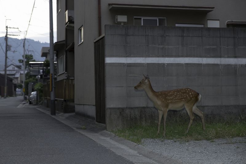 © Yoko Ishii - Image from the Beyond the Border photography project