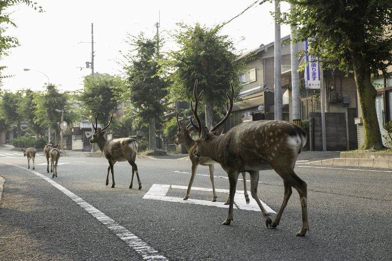 © Yoko Ishii - Image from the Beyond the Border photography project