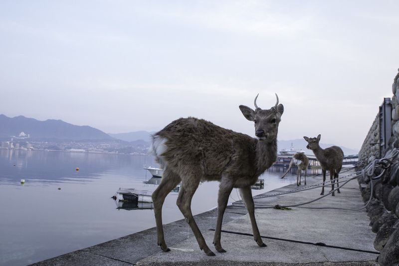 © Yoko Ishii - Image from the Beyond the Border photography project