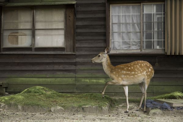 © Yoko Ishii - Image from the Beyond the Border photography project
