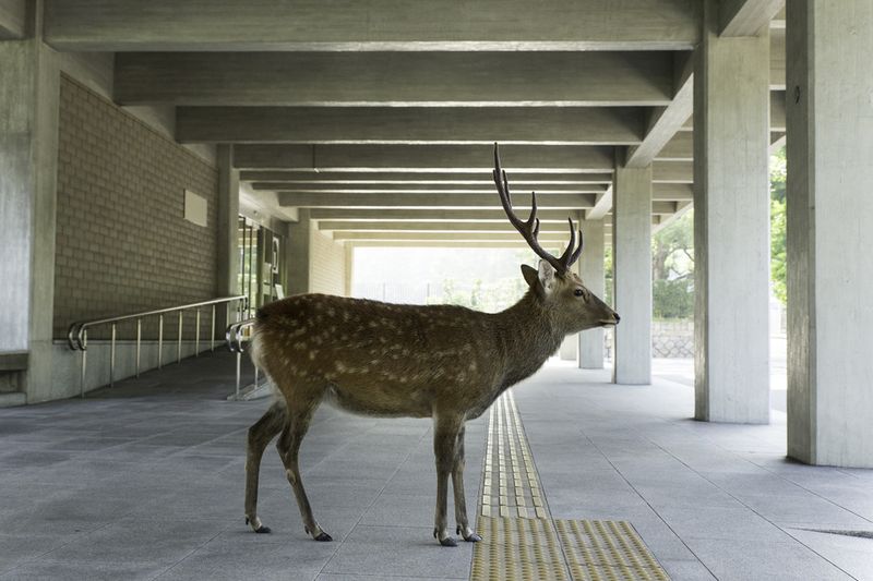 © Yoko Ishii - Image from the Beyond the Border photography project