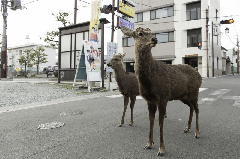 © Yoko Ishii - Image from the Beyond the Border photography project