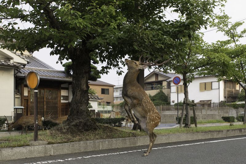 © Yoko Ishii - Image from the Beyond the Border photography project