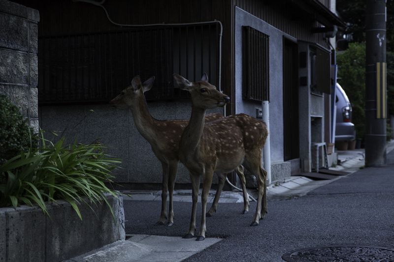 © Yoko Ishii - Image from the Beyond the Border photography project