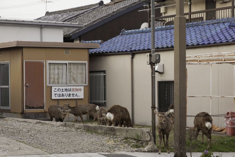 © Yoko Ishii - Image from the Beyond the Border photography project
