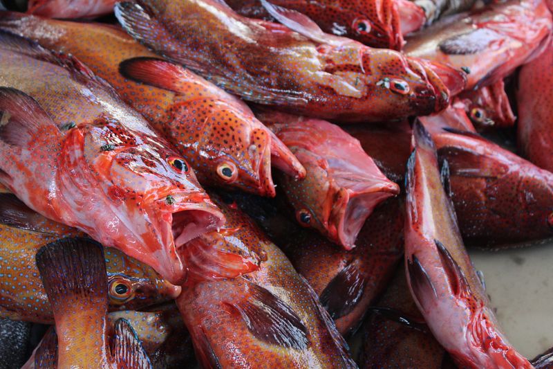 © Martyna Bec - dead fish. Reminds me the feeling of suffocasion which I often have here on board.