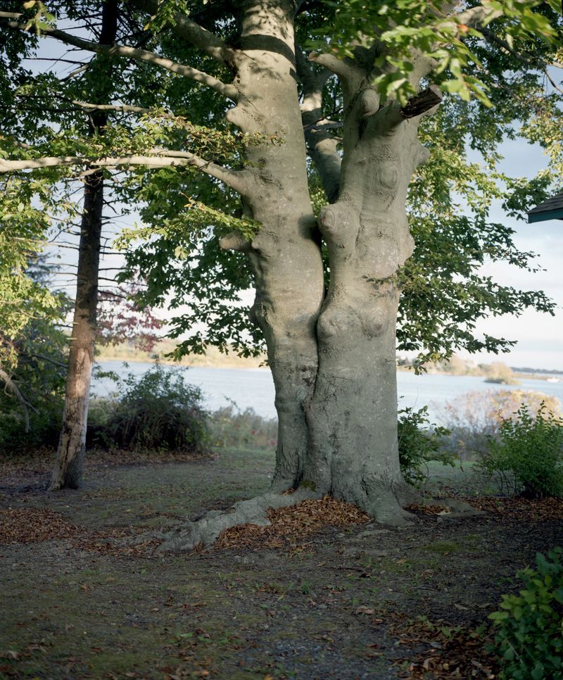 © Tria Giovan - Overseeing Ancestral Acres 01 (Beech Tree), 2013