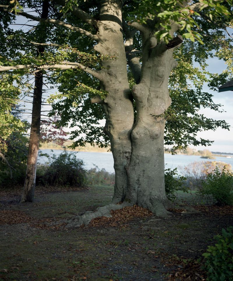 © Tria Giovan - Overseeing Ancestral Acres 01 (Beech Tree), 2013