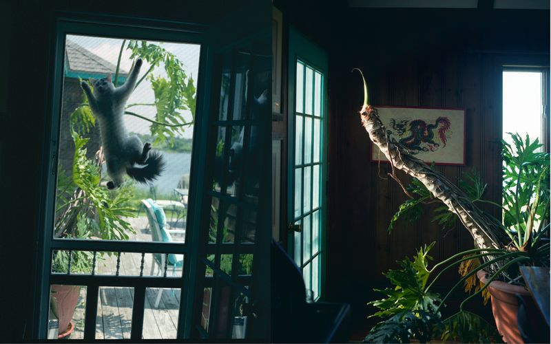 © Tria Giovan - This Jumbled Jungle (Flower and Slyvia) 2019