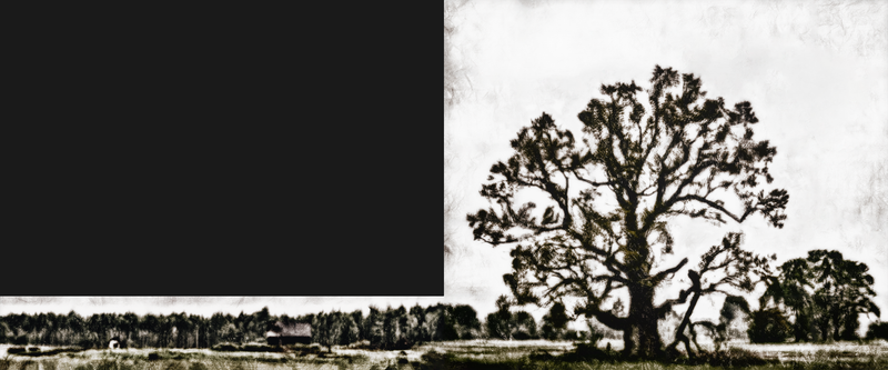 © Kenny Ros - Vecsaikavas oak and landscape - Print on alu dibond panel of 180cm x 150cm and 180cm x 30cm.