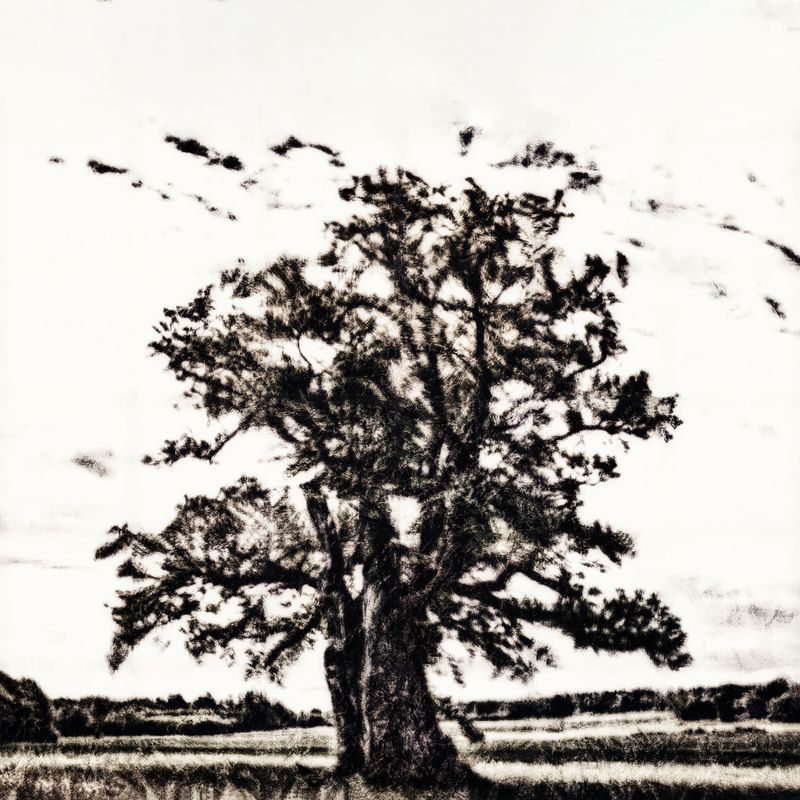 © Kenny Ros - Triptych: It takes an oak 300 years to grow, 300 years to live, and 300 years to die - Right panel