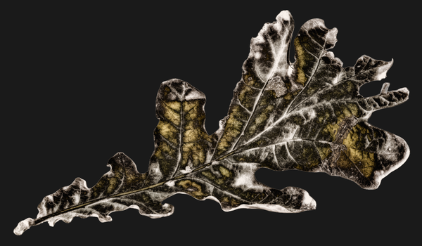 © Kenny Ros - Image from the What grows from the things you've lost? photography project