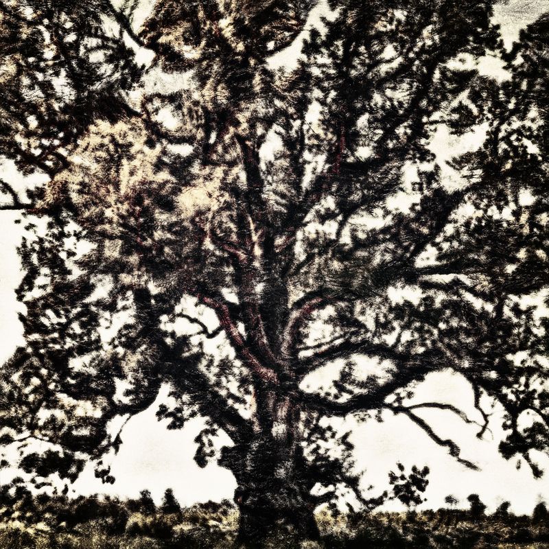 © Kenny Ros - Triptych: It takes an oak 300 years to grow, 300 years to live, and 300 years to die - Central panel