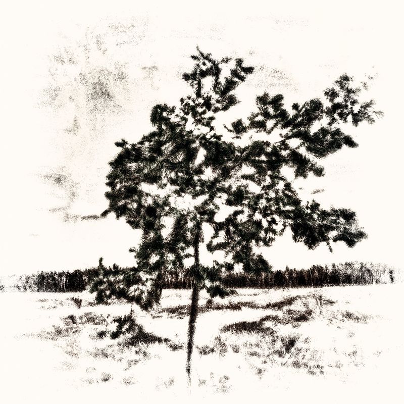 © Kenny Ros - Triptych: It takes an oak 300 years to grow, 300 years to live, and 300 years to die - Left panel