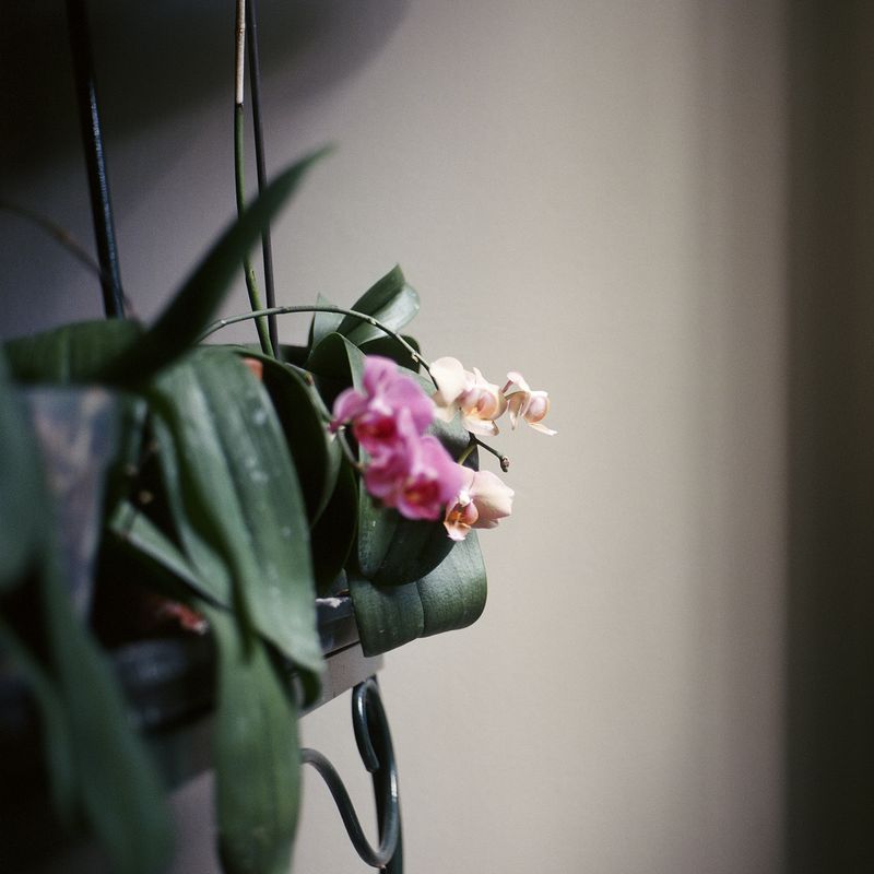 © Nadiya I. Nacorda - Image from the All the Orchids are Fine photography project