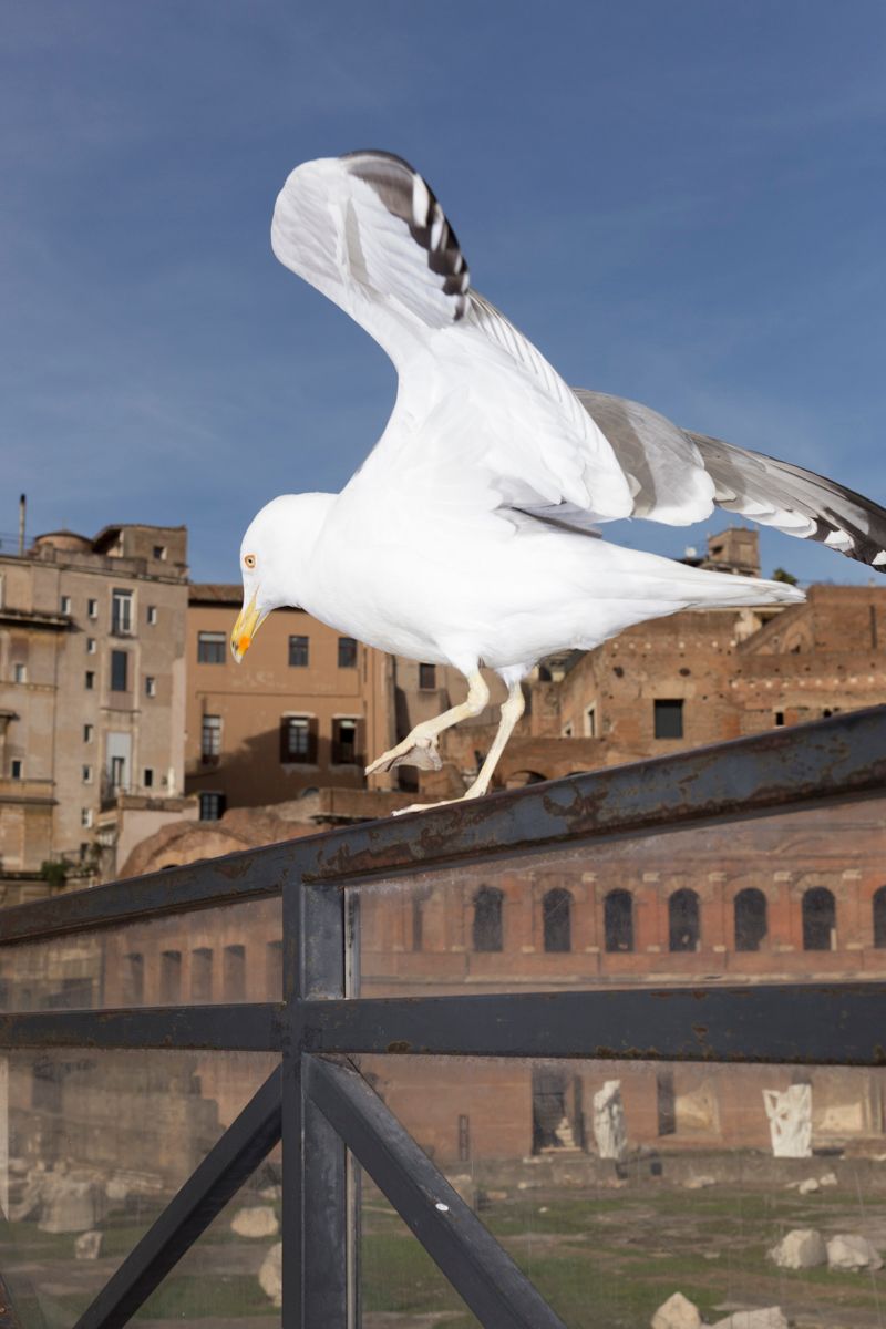 © Santolo Felaco - Image from the CAPUT MUNDI photography project