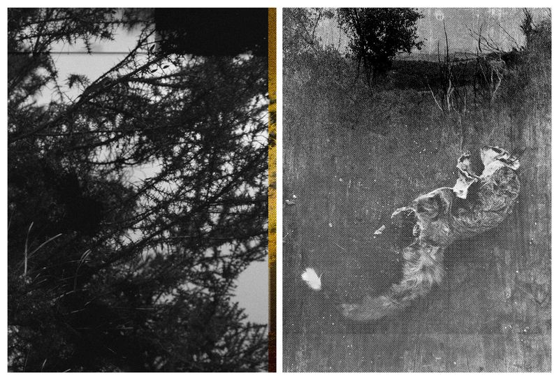 © Arrayah Loynd - Playing possum