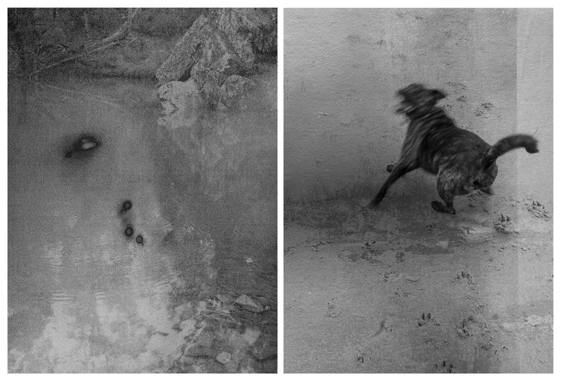 © Arrayah Loynd - Black dog drowning