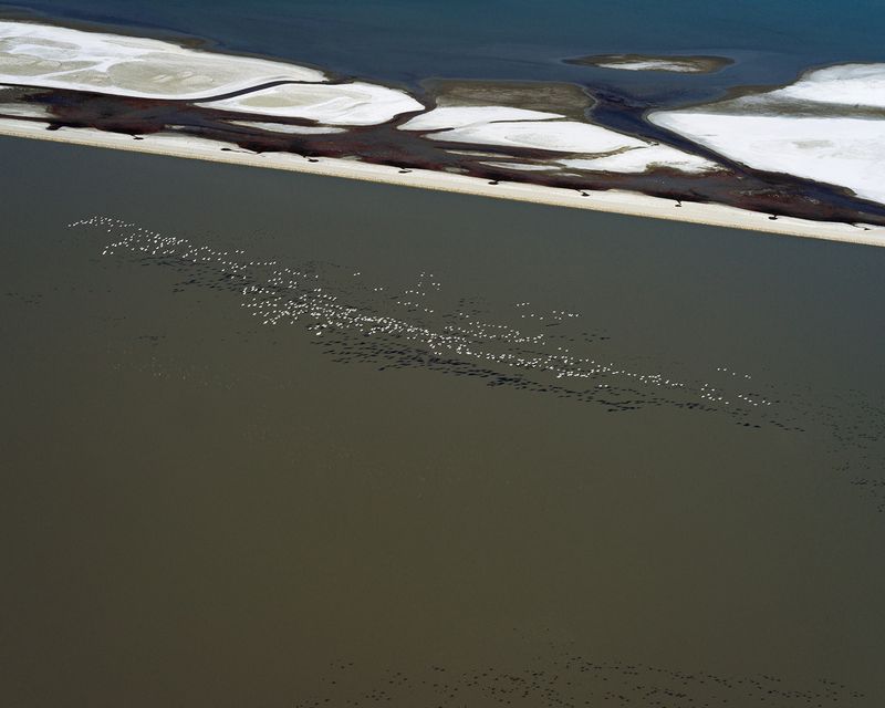 © BRAD TEMKIN - "In Flight – Owens Lake, CA 2021" Snow geese flying over Owens Lake.