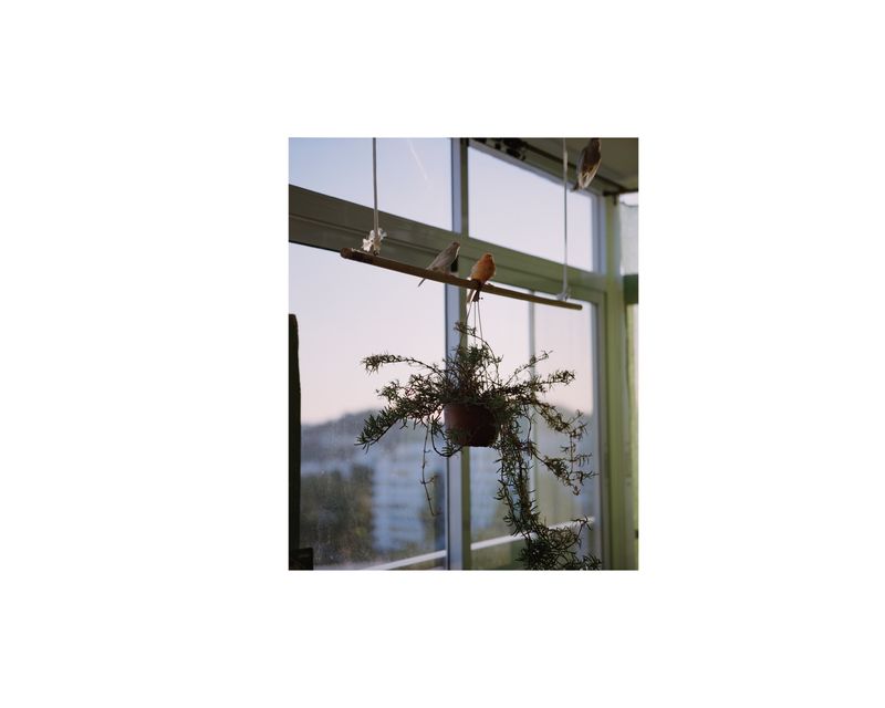 © Nicholas Constant - Image 17: Birds in Grandmothers House