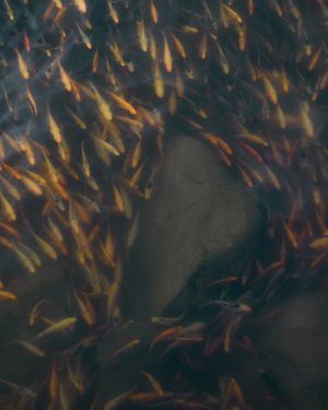 The Burning of the Mango Leaves