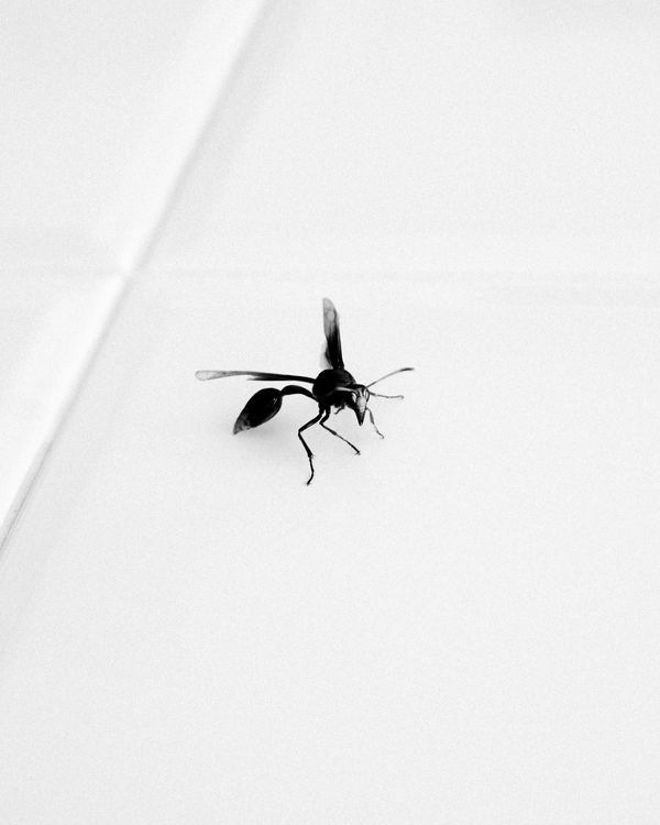 © Yakob-Aziz König - Image from the The Burning of the Mango Leaves photography project