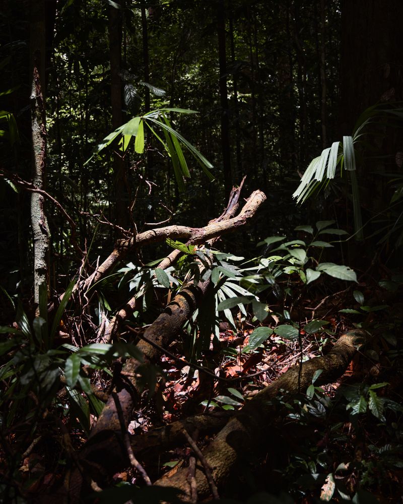 © Yakob-Aziz König - Image from the The Burning of the Mango Leaves photography project