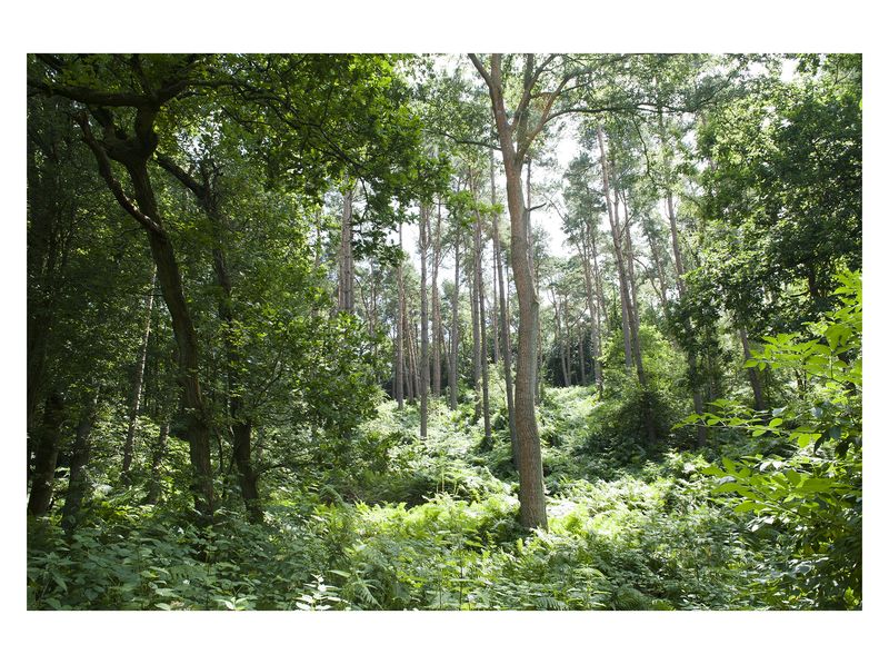 © Monica Takvam - Vista 7 from Fieldwork and Other Landscape Stories, Archival C-type photographic print, wooden box frame