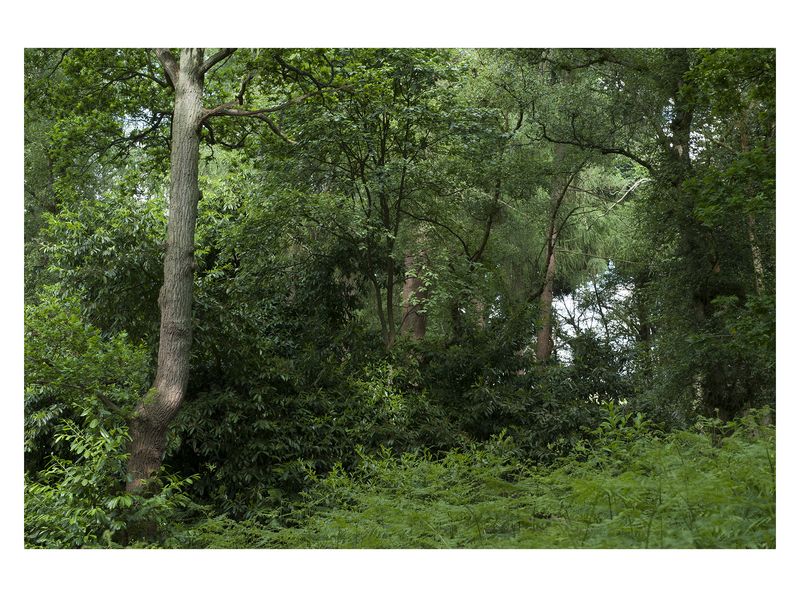 © Monica Takvam - Vista 5 from Fieldwork and Other Landscape Stories, Archival C-type photographic print, wooden box frame
