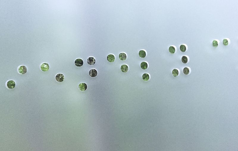 © Monica Takvam - Close up from Fieldwork and Other Landscape Stories