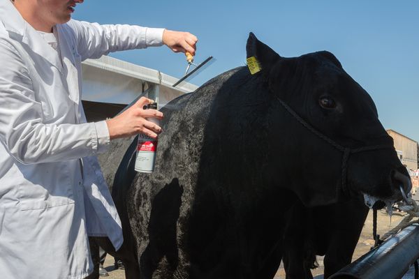 © Robert Rutoed - Agricultural Fair - ShowSheen Finishing Mist