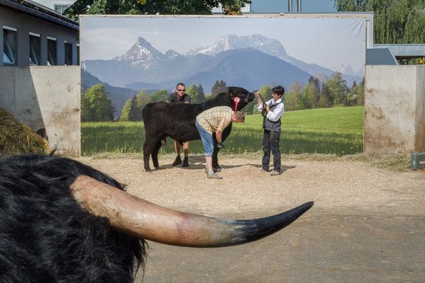 © Robert Rutoed - Agricultural Fair - Photo shooting of the breeding catalog