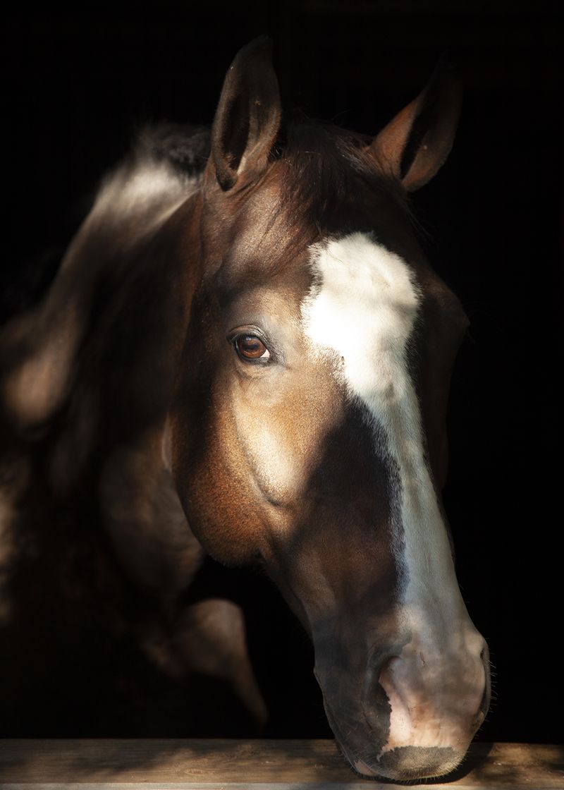 © Katie Murray - Horse