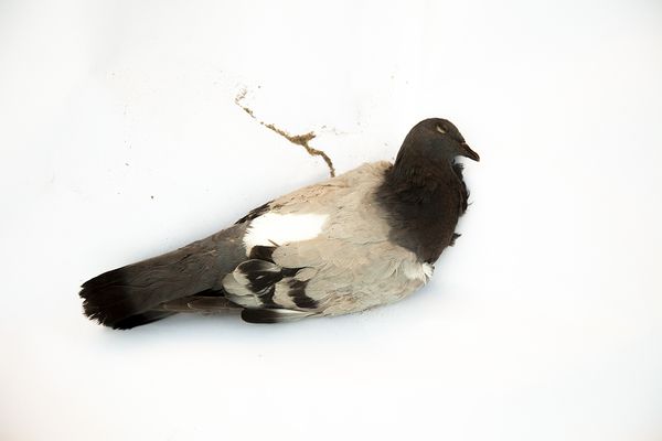 © Katie Murray - Pigeon
