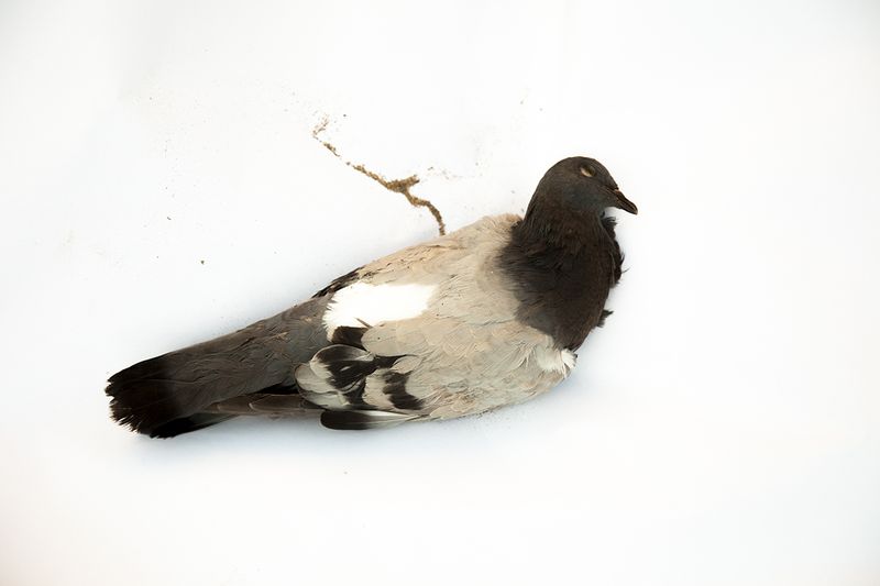 © Katie Murray - Pigeon