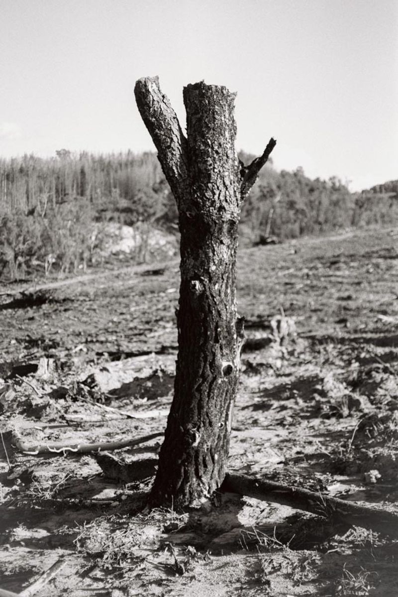 © Matt Dunne - 130 Eagles killed here
