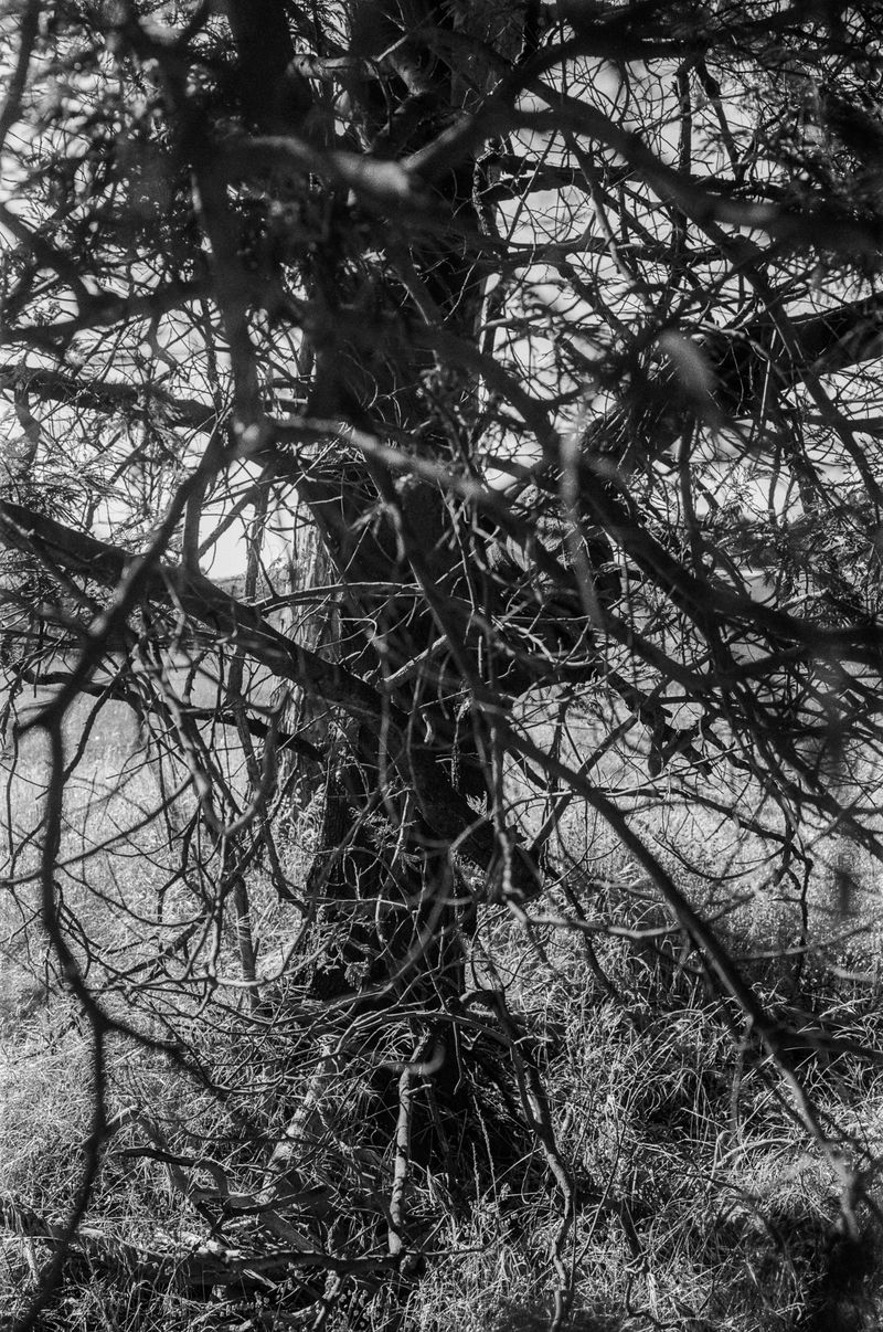© Matt Dunne - 1 eagle shot here