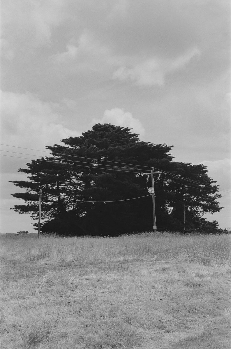 © Matt Dunne - 1 Eagle killed here