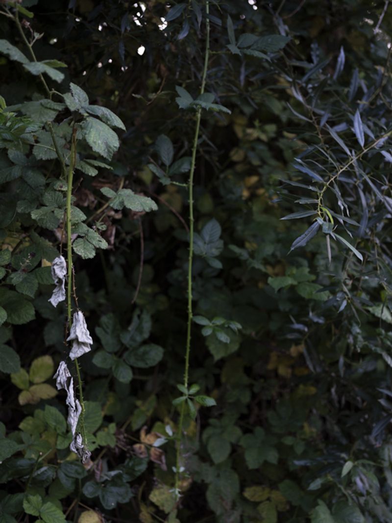 © Marjolein Vinkenoog - Image from the Where the city touches the earth photography project
