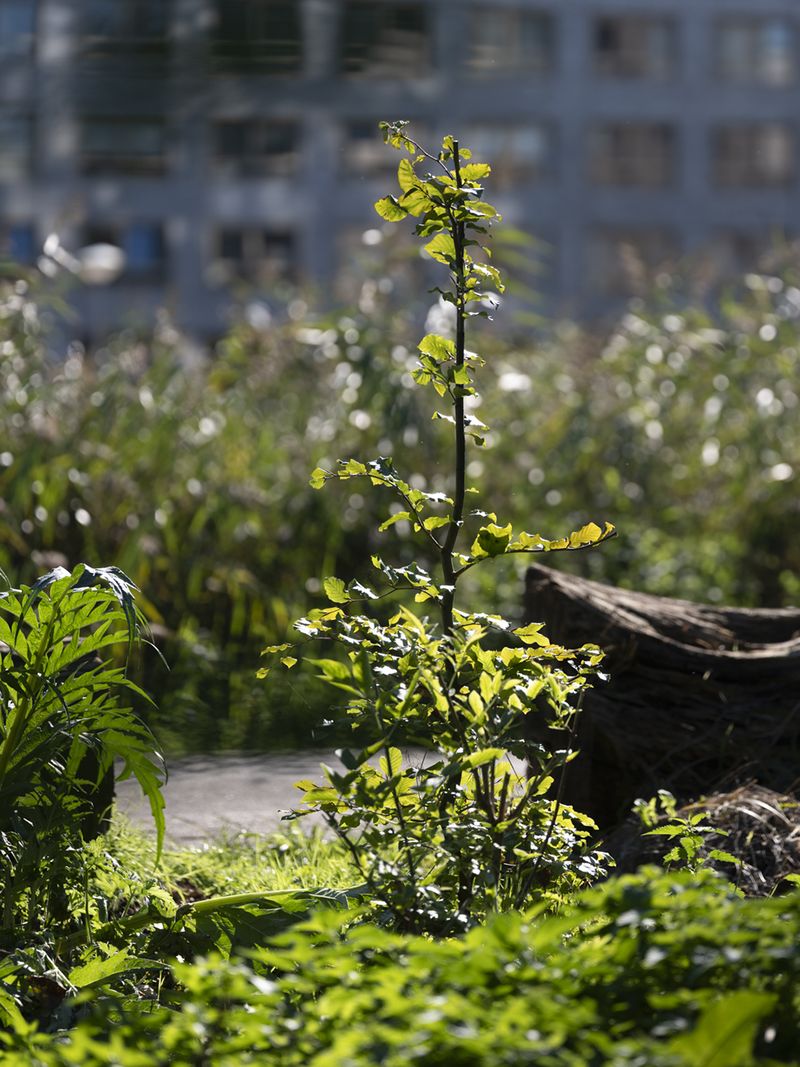 © Marjolein Vinkenoog - Image from the Where the city touches the earth photography project
