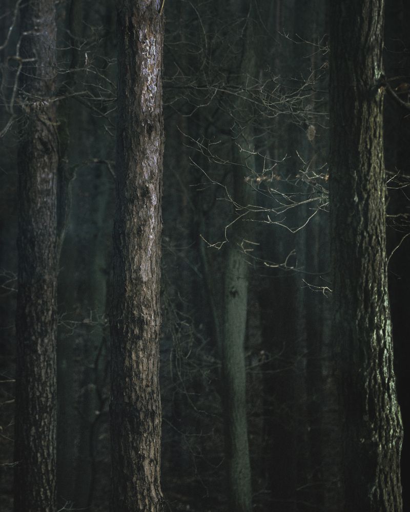 © Ania Sudbin - Image from the Under trees photography project