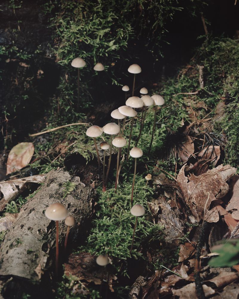 © Ania Sudbin - Image from the Under trees photography project