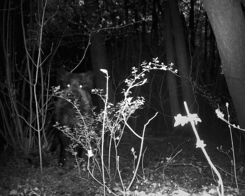 © Ania Sudbin - Image from the Under trees photography project