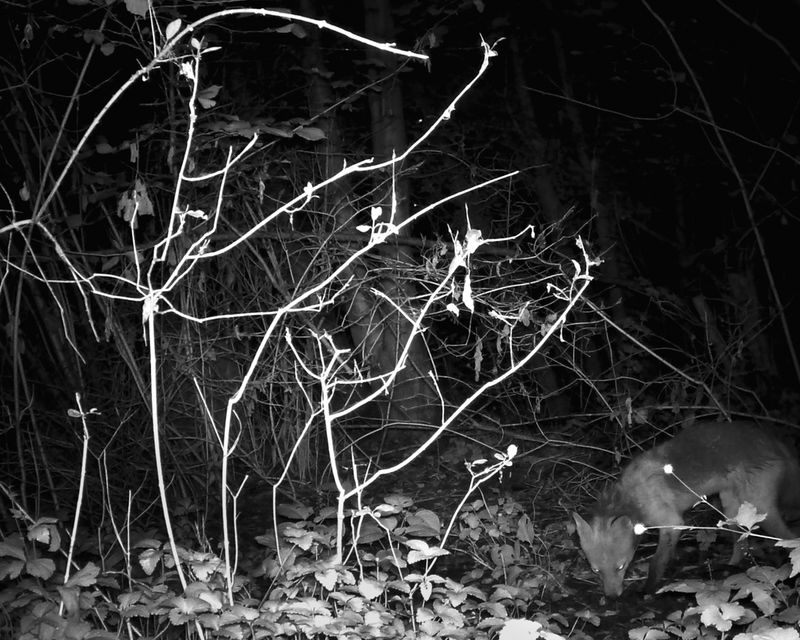 © Ania Sudbin - Image from the Under trees photography project