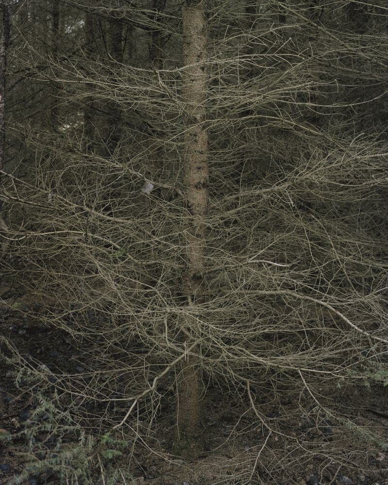 © Ania Sudbin - Image from the Under trees photography project