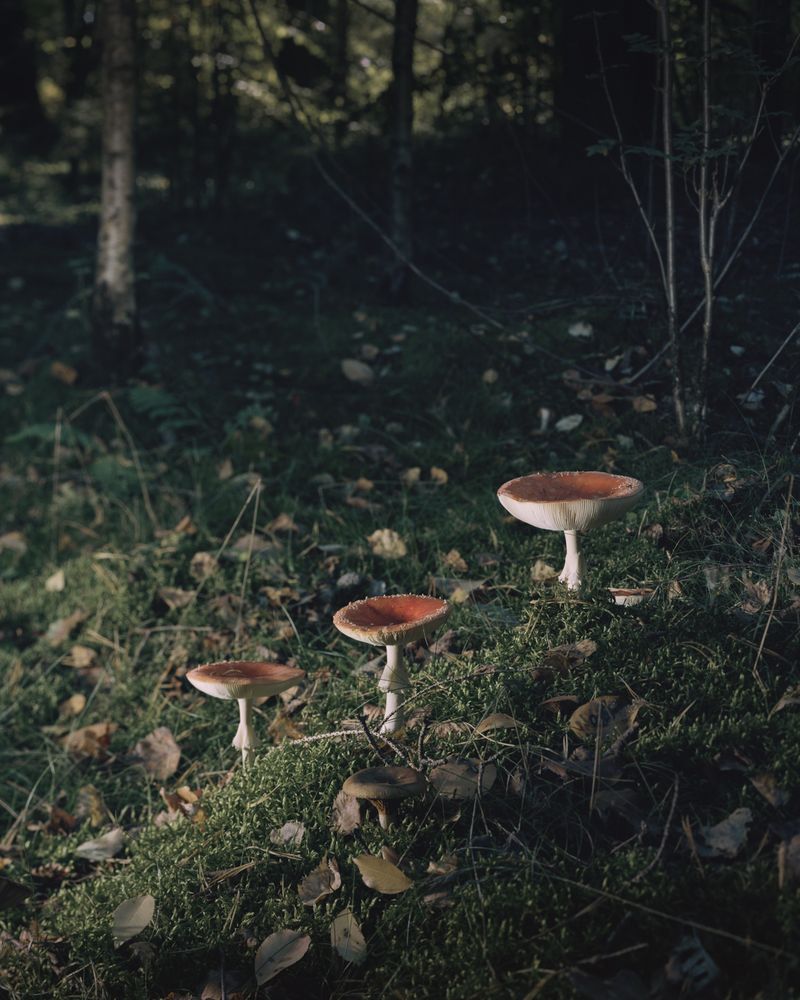 © Ania Sudbin - Image from the Under trees photography project