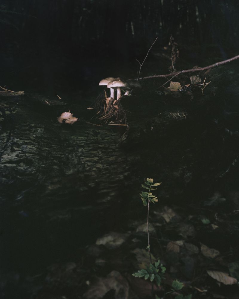 © Ania Sudbin - Image from the Under trees photography project
