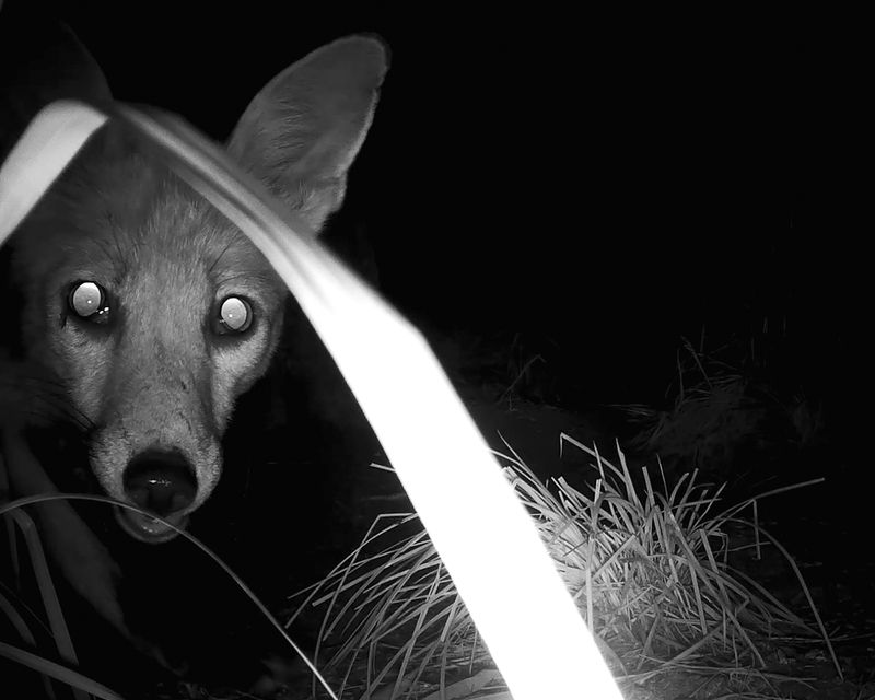 © Ania Sudbin - Image from the Under trees photography project