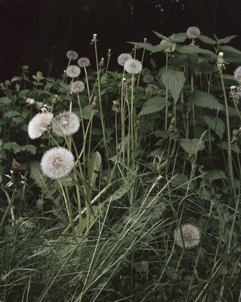 © Ania Sudbin - Image from the Under trees photography project
