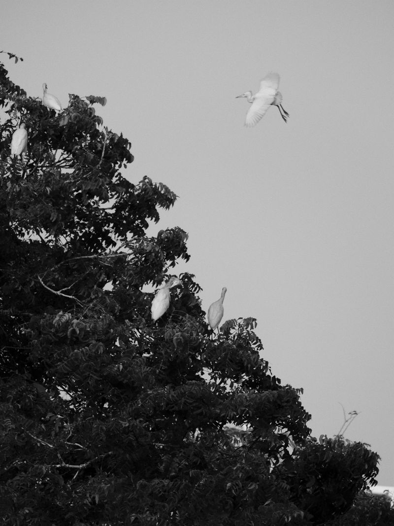 © Maria Beatriz de Vilhena - Image from the One dark night, Lazarus disappeared photography project